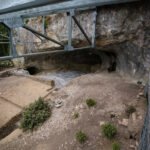 A row of fossilized teeth partly sticking out of dirt and rocks