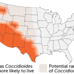 An illustration shows Coccidioides fungi as chains of rectangular cells