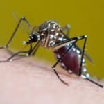 Extreme heat and rain are fueling rising cases of mosquito-borne diseases