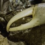 The flute crabs are migrating north to cooler waters